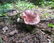 Terre, les champignons