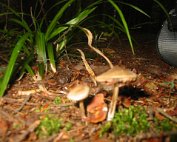 Terre, les champignons